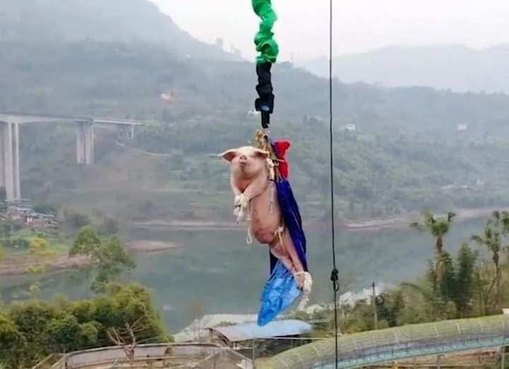 AdeaClaude's tweet photo. Qui forcerait un cochon hurlant pattes liées, à sauter à l'élastique à 60m de haut en portant une cape de Superman à part l'être humain ?
Honnêtement je suis dépitée, lasse et fatiguée de voir toutes les cruautés que l'on inflige aux animaux aux quatre coins de la planète... https://t.co/DmwTN2ducO