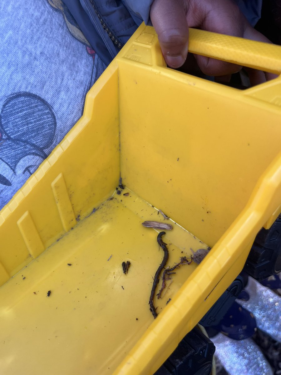 RCPS_EarlyLearn's tweet image. Earthworms 🪱 
#science #playgroundscience #pat #dph #earthwormfindings #tuesday #tuesdayvibe