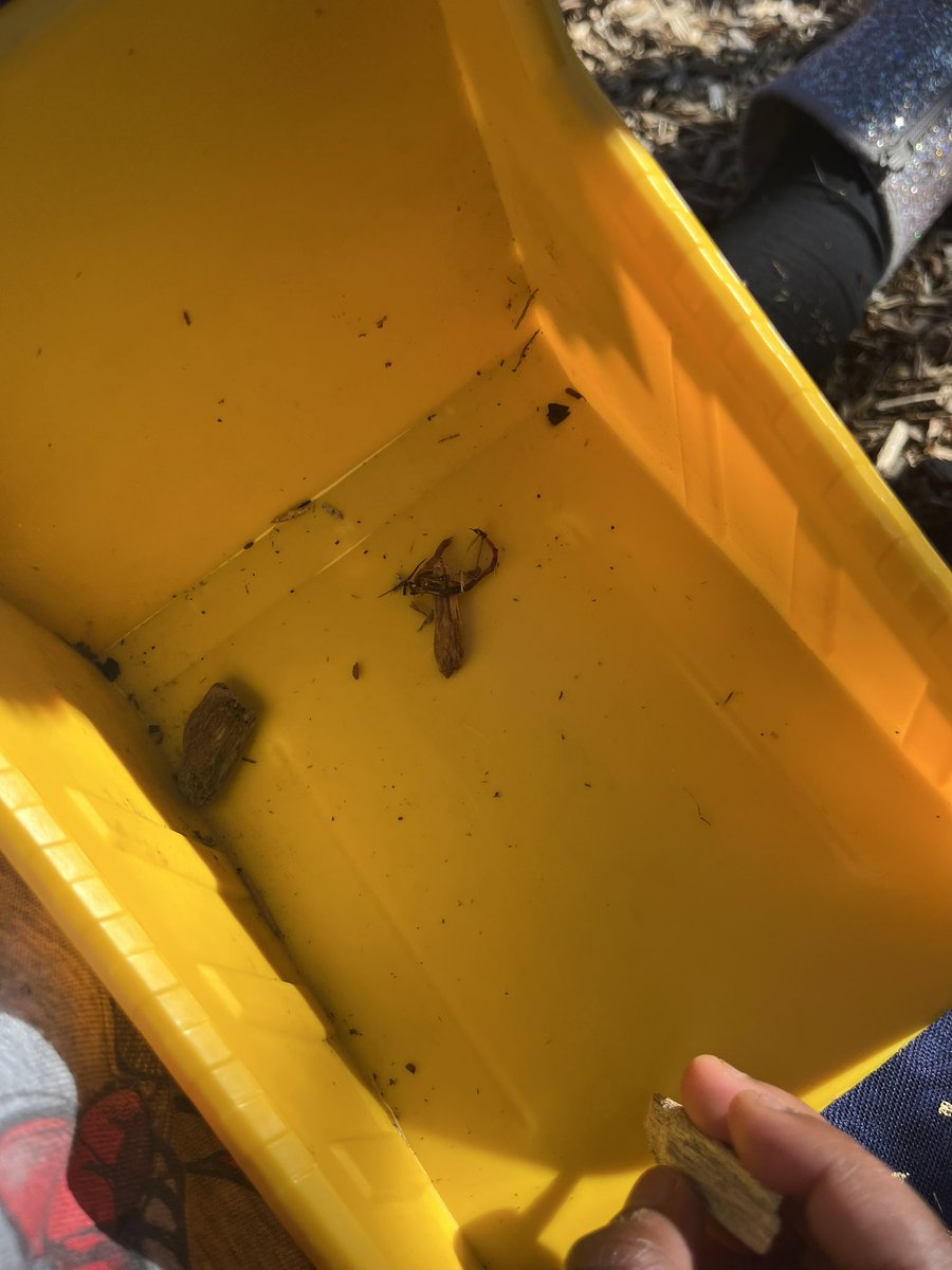 RCPS_EarlyLearn's tweet image. Earthworms 🪱 
#science #playgroundscience #pat #dph #earthwormfindings #tuesday #tuesdayvibe