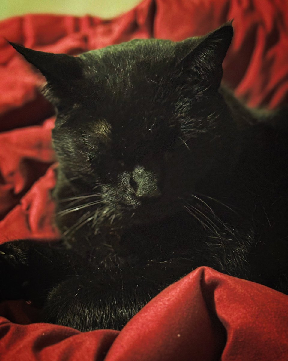 Being a grown ass adult and still giving a shit what other people do with their appearance is wild to me. Anyways, here’s a pic of my cat.