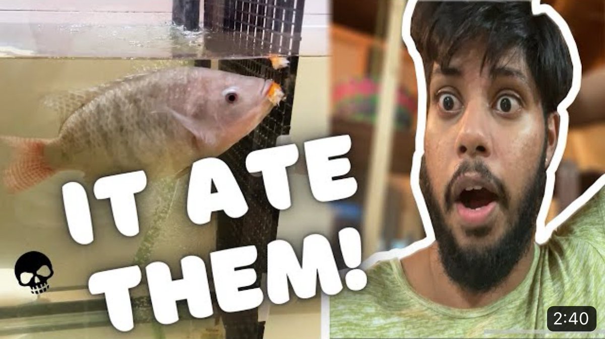 IT ATE MY GOLDFISH!!! 

#fish 
#fishtank
#tilapia 
#goldfish 
#aquarium 

Link: youtu.be/l3aPa7ytO-0