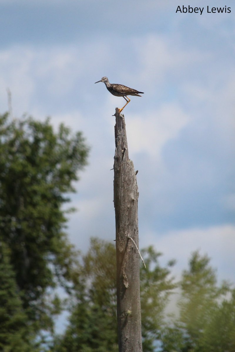 Ontario Breeding Bird Atlas tweet media