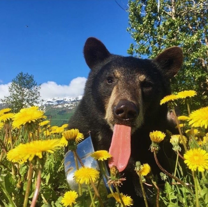 🐻 Bear 🌼 (@bearposting) on Twitter photo 