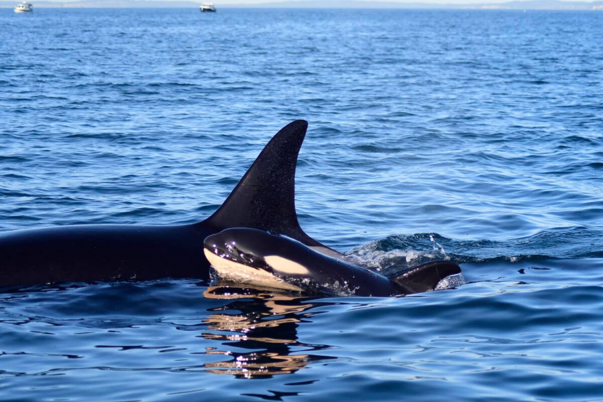 Newborn resident Salish Sea orca missing and presumed dead: researchers dlvr.it/T25Kqf