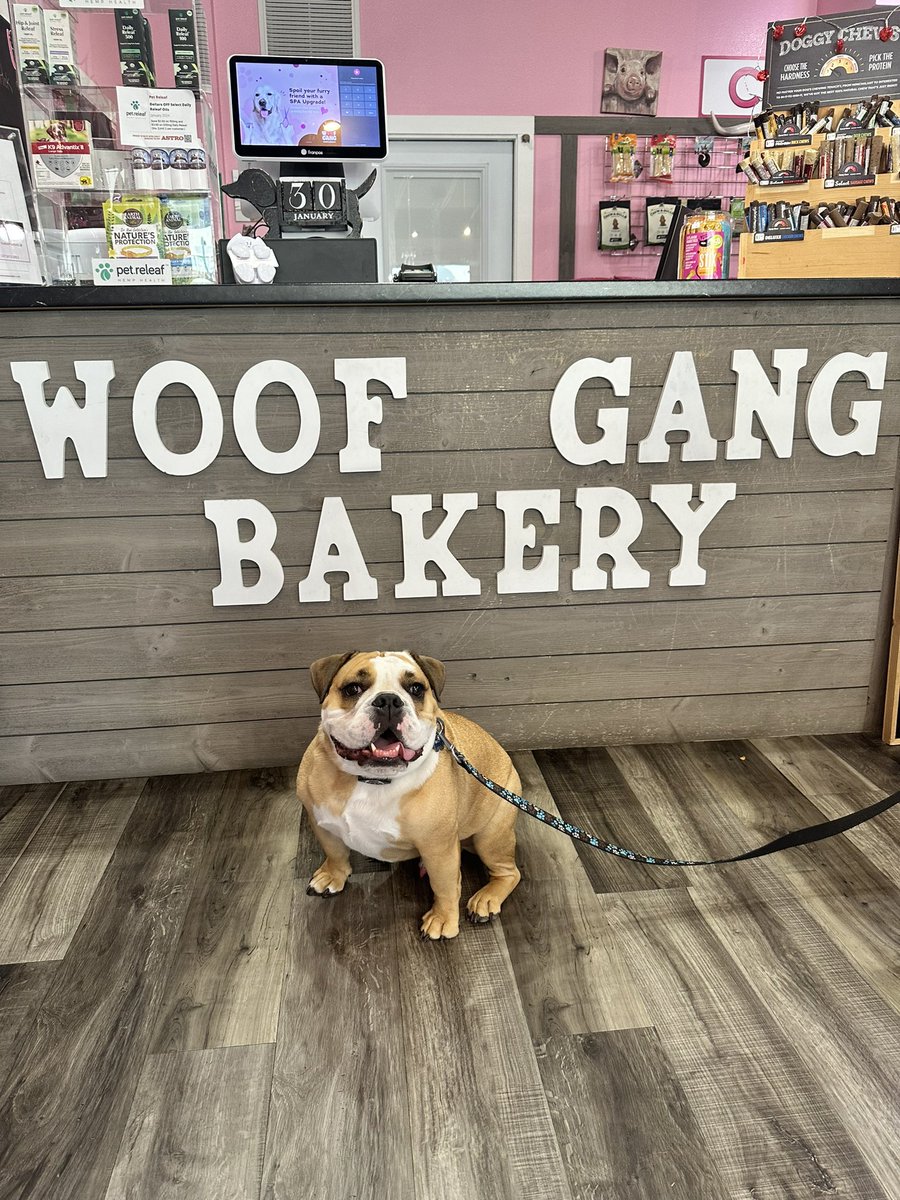 Thank you @woofgangbakery Cocoa Beach for all the special treats today! I even convinced mama to buy some to bring home. The nice lady who works there was extra special. (Sorry about my drool) love Bandit. ❤️