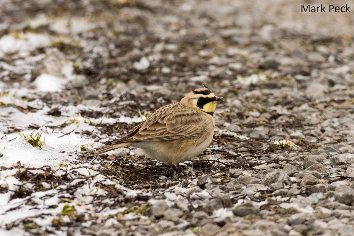 Ontario Breeding Bird Atlas tweet media