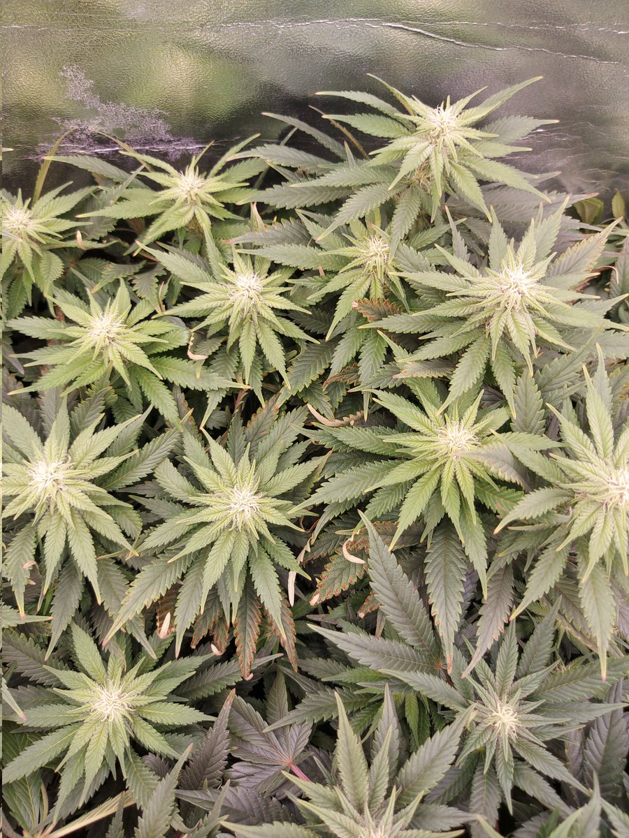 Ju_bps's tweet photo. 🌲🌲 High Mars  - @SeedsAnesia
🗓🗓 Day 98 since seeds  - Flo + 4 Week
💡💡 #FC3000 from @MarsHydroLight @Coco_Pan2022 

#smartgrowsystem #6inchfankit #marshydro #Mmemberville #growyourown #weedsmokers #WeedLovers #CannabisCommunity #cannabisgrower https://t.co/oG0BwScGyK