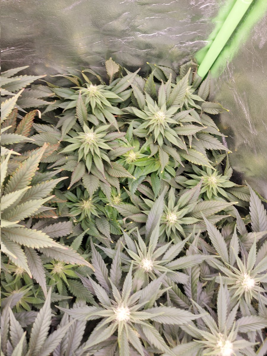 Ju_bps's tweet photo. 🌲🌲 High Mars  - @SeedsAnesia
🗓🗓 Day 98 since seeds  - Flo + 4 Week
💡💡 #FC3000 from @MarsHydroLight @Coco_Pan2022 

#smartgrowsystem #6inchfankit #marshydro #Mmemberville #growyourown #weedsmokers #WeedLovers #CannabisCommunity #cannabisgrower https://t.co/oG0BwScGyK