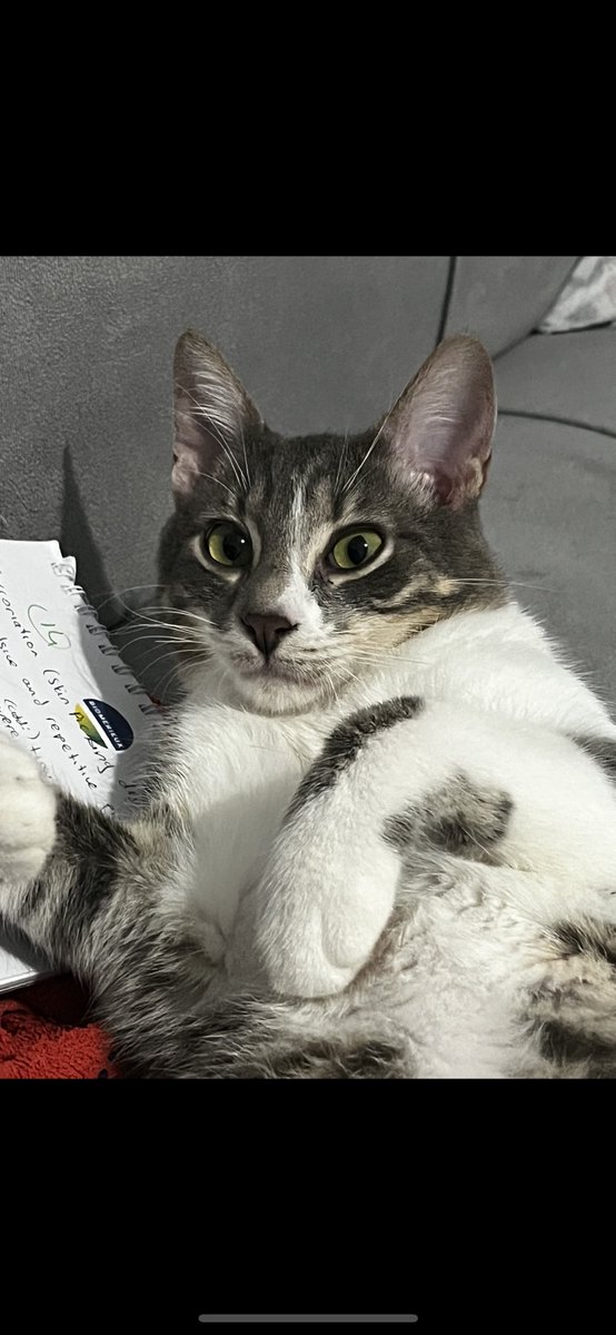 Mell_gms's tweet photo. @simitsimidovski Oğlanlarımm😺 https://t.co/iJsjp0RnZq