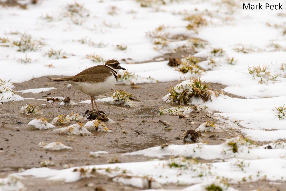 Ontario Breeding Bird Atlas tweet media