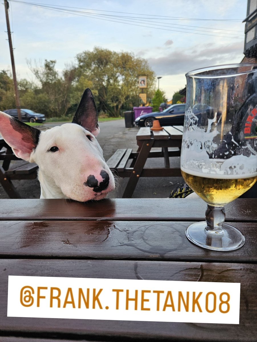 bulletcfc's tweet photo. #englishbullterrier #Frankthetank #dog https://t.co/FDGPfmw8M0