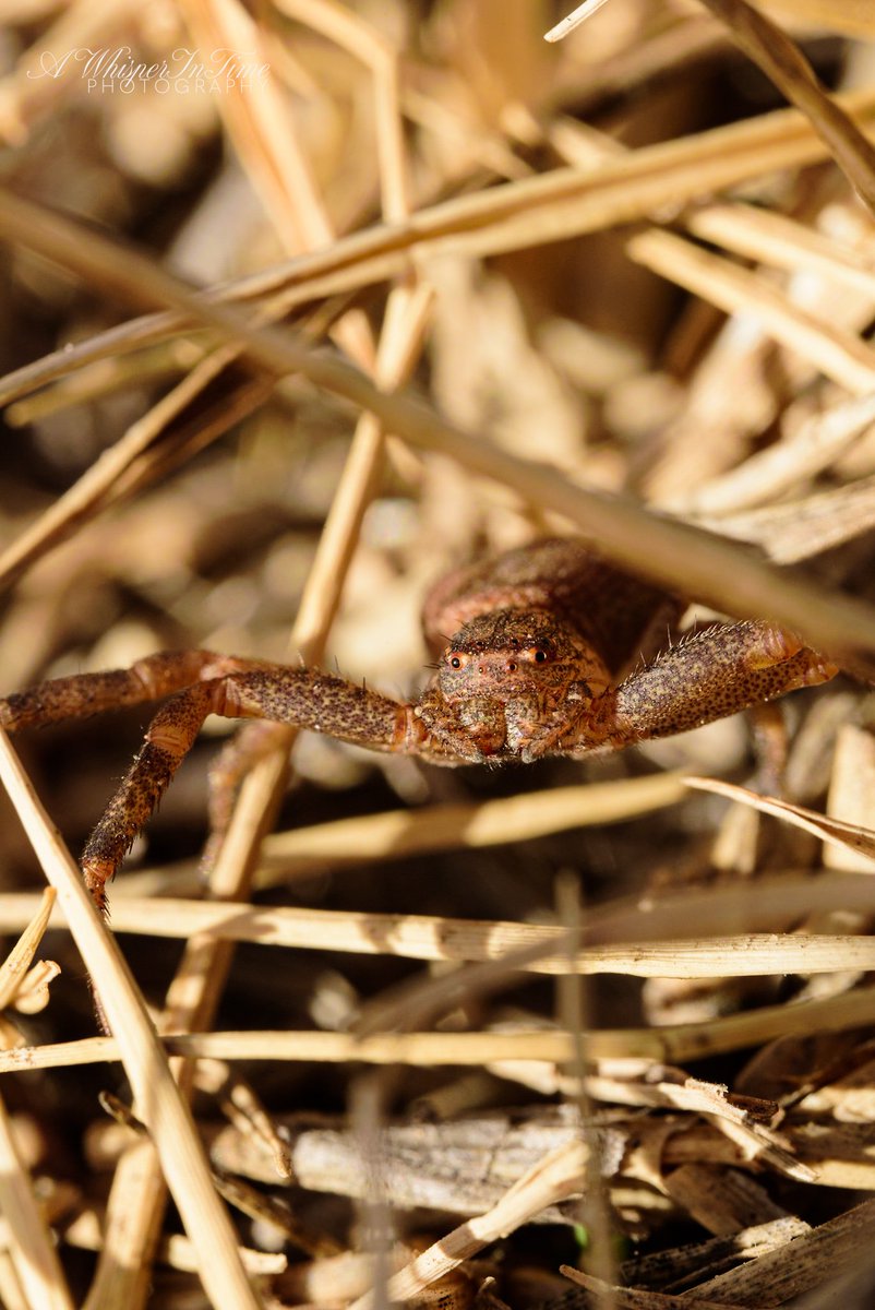 Hanging out in the grass.
#Macros #MacroPhotography
#NatureIsBeautiful #Nature #NatureLover
#FallinLoveWithNature #LearnToLoveNature #ExploreNature #ExploreTheWorld #EmbraceNature #MotherNature #EnjoyNature #EnjoyTheOutdoors #Outdoors #Hiking #Hikingtrails #HitTheTrail