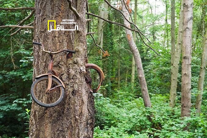 صبي أقفل دراجته بالسلاسل على شجرة ليختبئ من ويلات الحرب العالمية الأولى 1914م ولم يعد إليهافما وجدت الشجرة إلا أن تحتضن الدراجة و تنمو حولها محتفظةً بأحلام هذا الصبي إلى الأبد!
 كل الأشياء حولنا نشعر بوفائها مثل الحيوانات و النباتات إلا بعض البشر لا يستطيع ٲن يحافظ على من يحب❤️