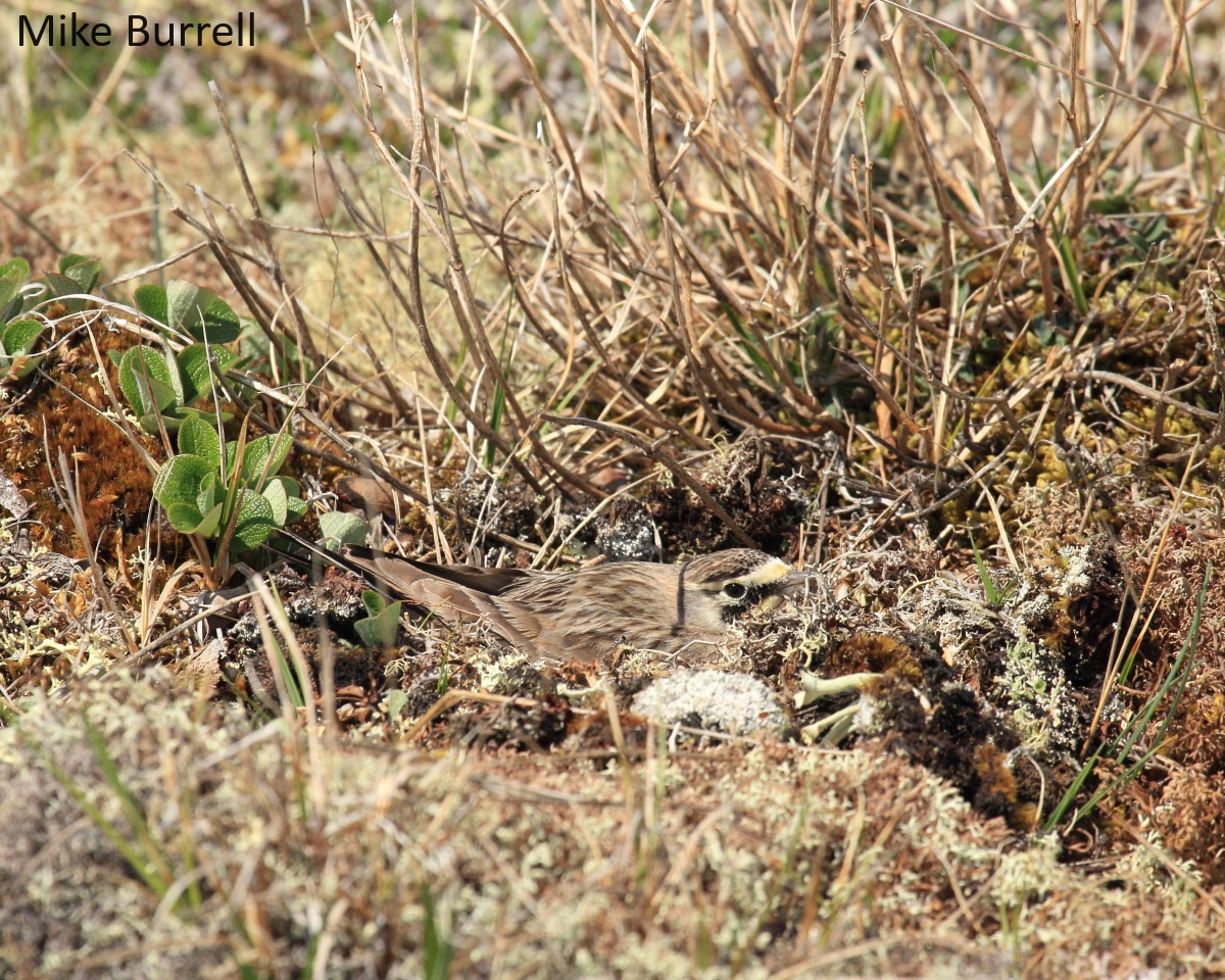 Ontario Breeding Bird Atlas tweet media
