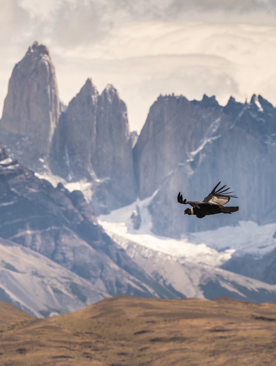 Y pasó el cóndor, con las Torres del Paine de fondo. Que tal? #Chile ⛰️