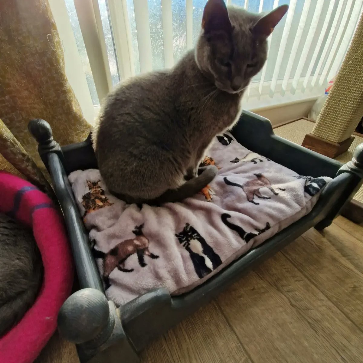 CertifiKats's tweet photo. Been bad at updating here! 
The crew love their four poster style cat bed.
Handmade in Scotland 🏴󠁧󠁢󠁳󠁣󠁴󠁿  by us! @CertifiKats https://t.co/7se5loYCp0