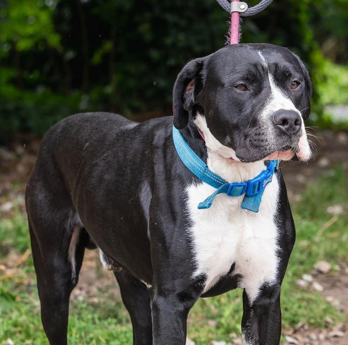 DorisBanhamDogs's tweet photo. Oreo is a two year old Mastiff X.
poor Oreo was kept in a shed and physically abused on a regular basis. Oreo is now ready to live his best life! We’re so happy to tell you what a friendly and playful boy he is. He’s a strong boy and needs a ‘breed savvy’ home. Could that be you? https://t.co/dFXaKwFddn
