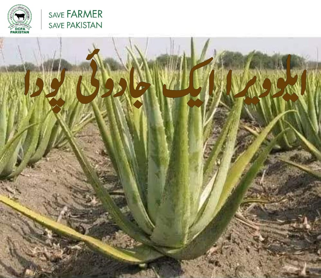 Dairy & Cattle Farmers Association (DCFA) Pakistan tweet media