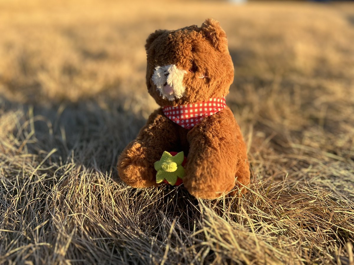 Mini Paulie spotted in the wild! 
Get him at anakumaco.com 🧸🍓
