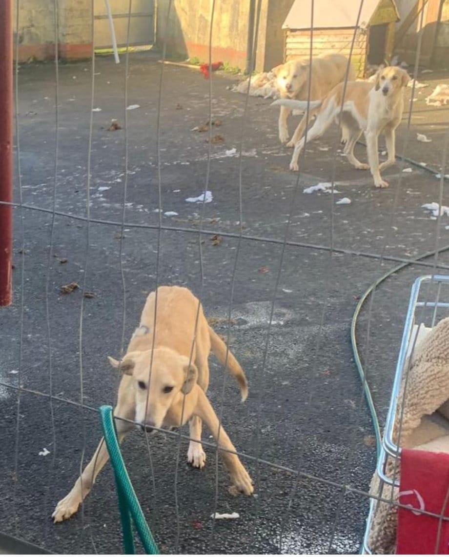 After concerned calls Galway SPCA, Husky Rescue Ireland &amp; the County Dog Wardens three grateful dogs were freed from a life of neglect and a miserable future.
 
Repeat offenders are getting away with it while rescues 'rescue'. This abuse and neglect needs to stop!
#stopthecruelty