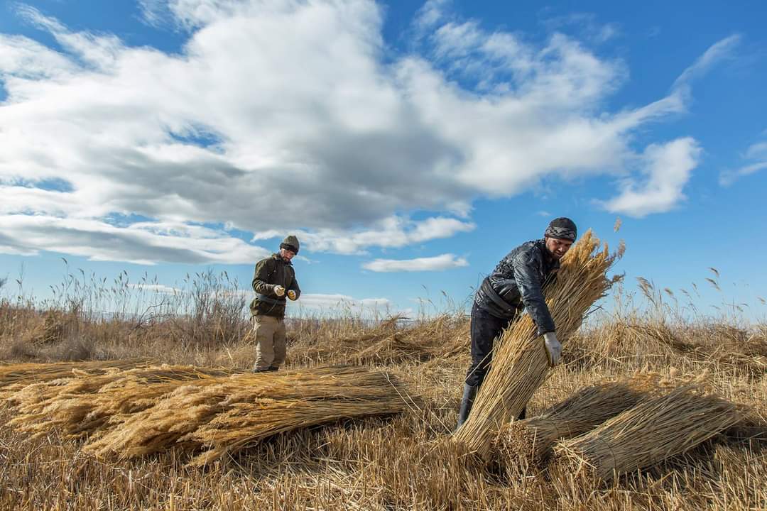 Reed workers