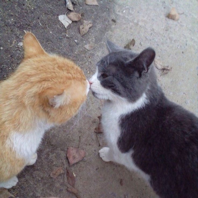 Kitty archives ♡ (@puppierz) on Twitter photo 