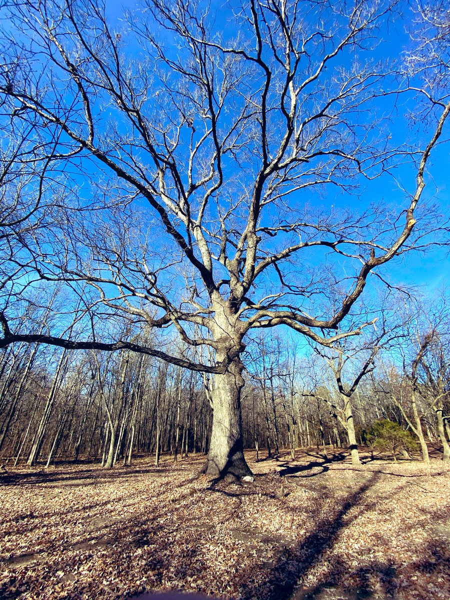 #TreeTrunkTuesday