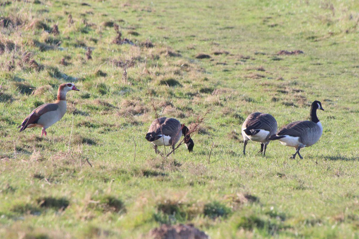 Allosaurus500's tweet photo. Fri 19th Jan | Nice to see the Canada Geese using the new pool beyond the dam at Felbrigg NT - even better to realise that one of them was actually an Egyptian Goose -  #CarolsWalkFromHomeList2024 = 70. https://t.co/bzcIhJIWSX