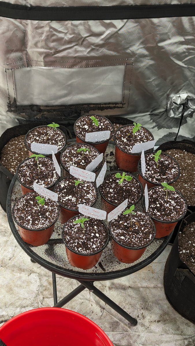 GoonerBudz_Fc's tweet image. Root riots into the small pots they go! 😎🤙 @MarsHydroLight #fce4800 #CannabisCommunity