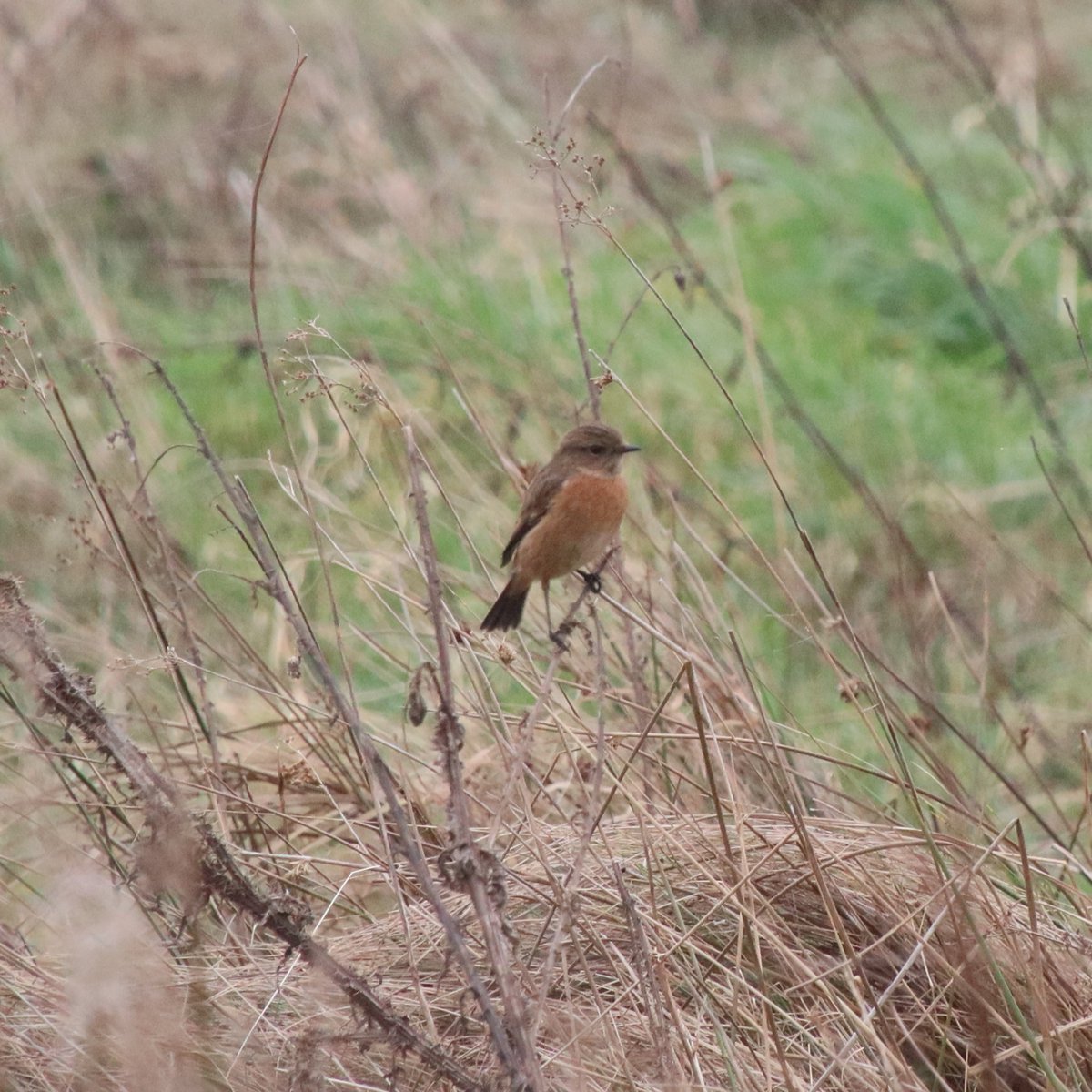 Allosaurus500's tweet photo. Mon 29th Jan | Watched a Sparrowhawk attacking a Woodcock. Quite a spectacle but the hawk didn't get thru its defences. #CarolsWalkFromHomeList2024 = 71: Stonechat at Felbrigg NT. https://t.co/YpBX9NdzNR