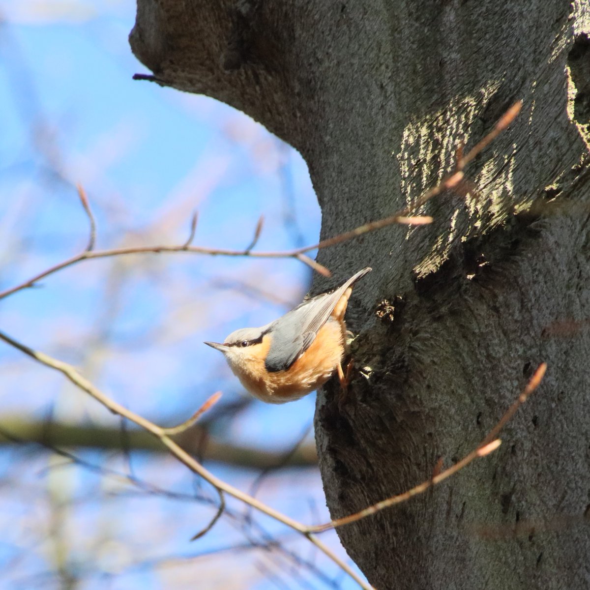 Allosaurus500's tweet photo. Fri 26th Jan | Water quality monitoring day on the local beck. A very vocal Nuthatch entertained us en route at Felbrigg NT. https://t.co/UL3rWrJgB6