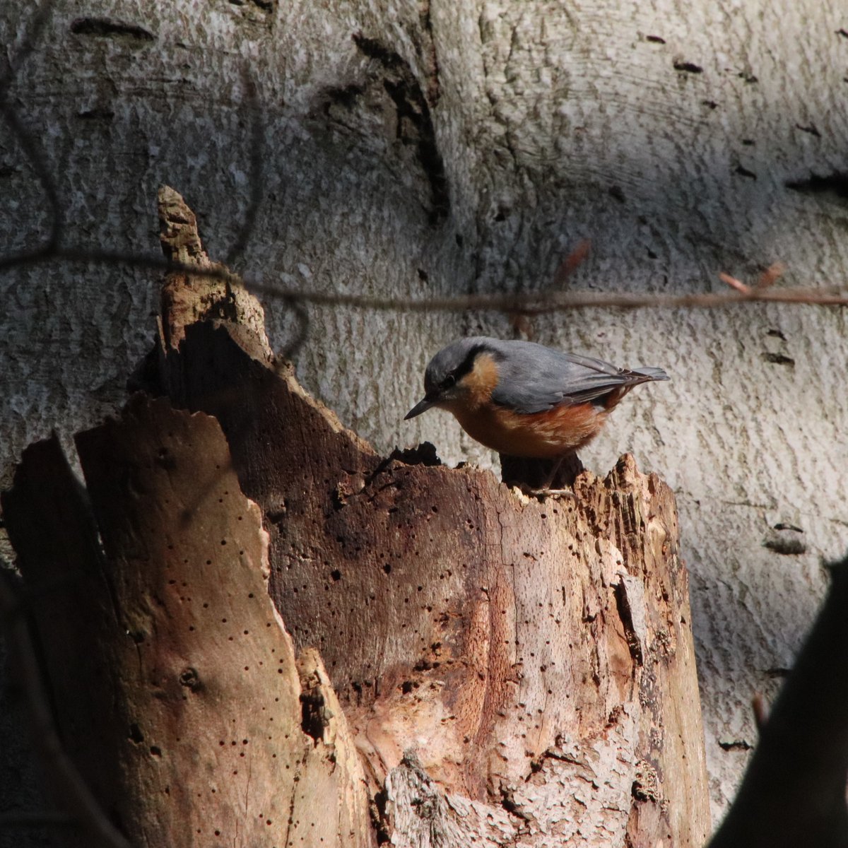 Allosaurus500's tweet photo. Fri 26th Jan | Water quality monitoring day on the local beck. A very vocal Nuthatch entertained us en route at Felbrigg NT. https://t.co/UL3rWrJgB6