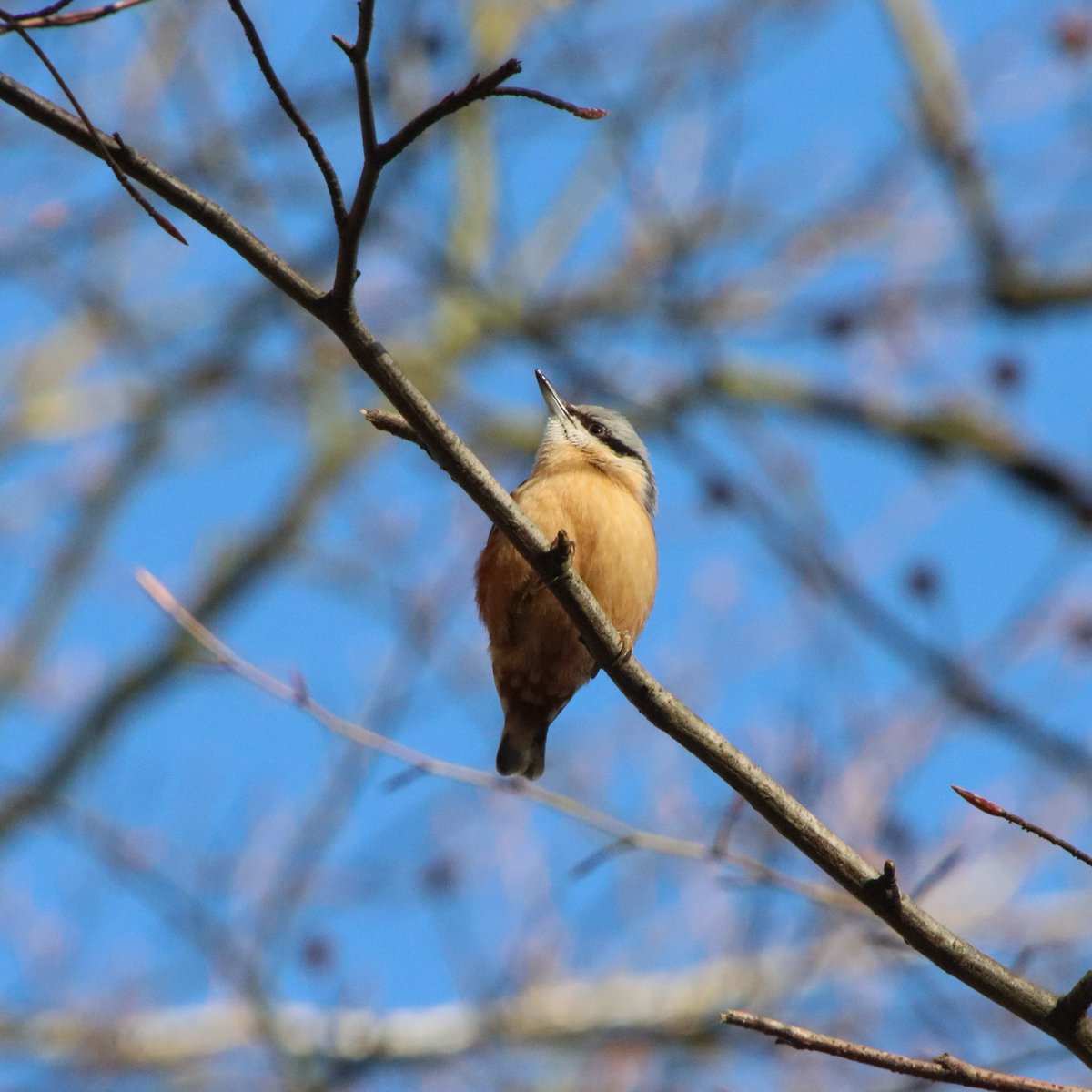 Allosaurus500's tweet photo. Fri 26th Jan | Water quality monitoring day on the local beck. A very vocal Nuthatch entertained us en route at Felbrigg NT. https://t.co/UL3rWrJgB6