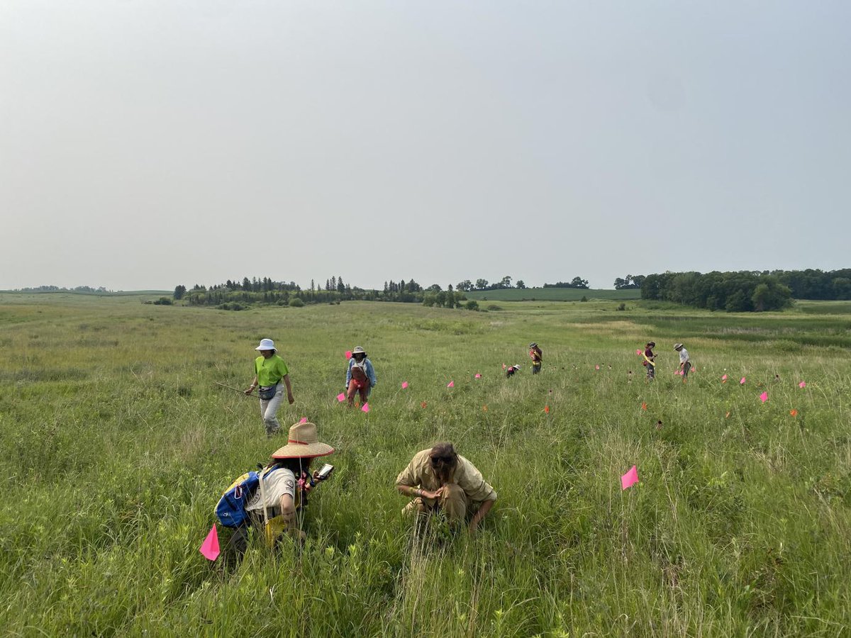 Explore #prairieecology with us this summer! @Teamechinacea is now accepting applications for our summer 2024 field research positions! More info here: echinaceaproject.org/opportunities/ #ecology #conservation <a href="/chicagobotanic/">Chicago Botanic Garden</a>