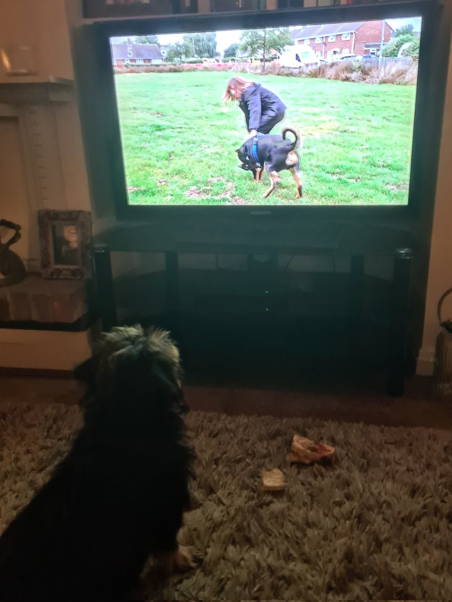 rainy101's tweet photo. Making Hattie watch #DogsBehavingBadly in the hope she'll pick up some tips (she's just eaten the new book I bought today) #shitpot https://t.co/cly64T8ekf