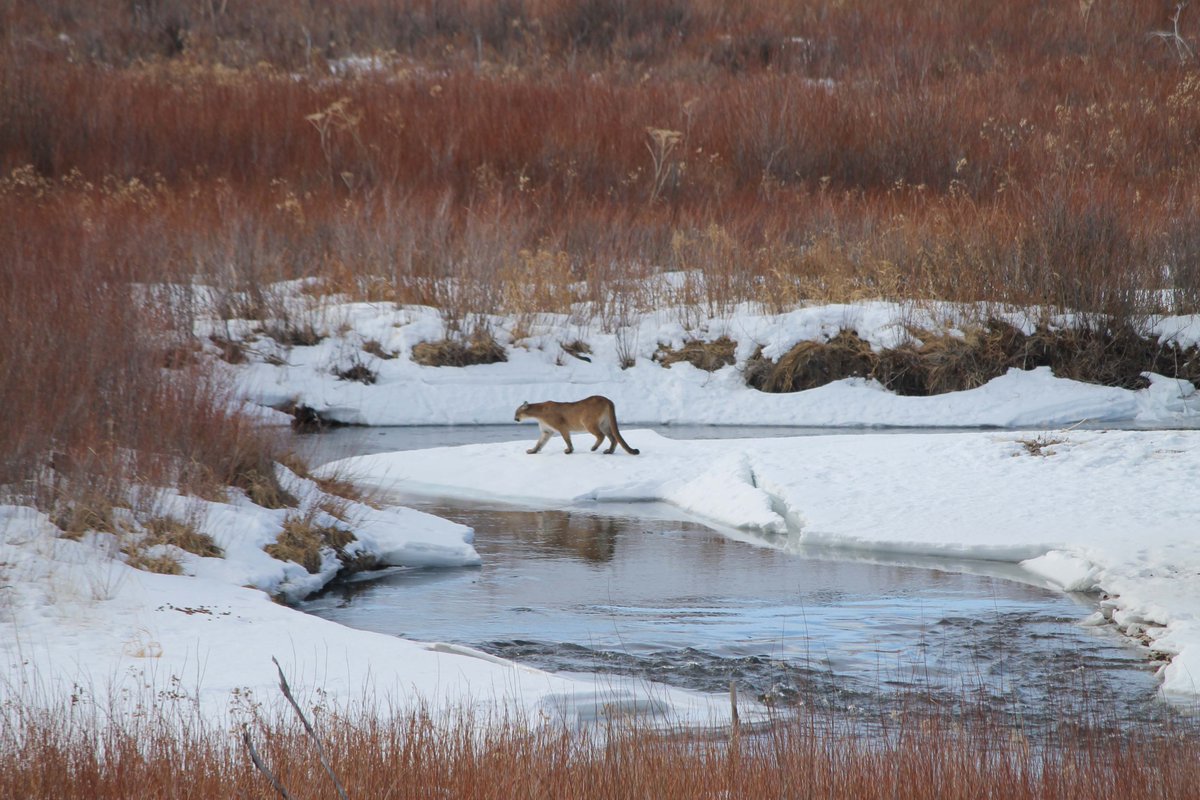 Interior's tweet photo. Known by a variety of names – cougars, pumas, panthers – mountain lions are graceful and powerful. Weighing up to 200 pounds, they can leap as high as 18 feet vertically and can cover 40 feet horizontally in one bound.

Photo by Mark Thonhoff / @BLMWyoming https://t.co/6Kpcfng3ki