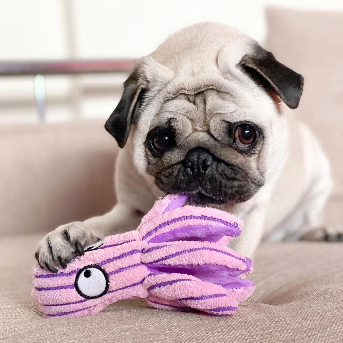LaTiendaDeFrida's tweet photo. ¡Prepárate para horas de diversión y ternura con este Pulpo de Peluche, el compañero perfecto para tu perro en todas sus aventuras marinas! 🌊 

---LINK EN BIO---https://t.co/5CmAYSDEEd https://t.co/GzGAW181Fy