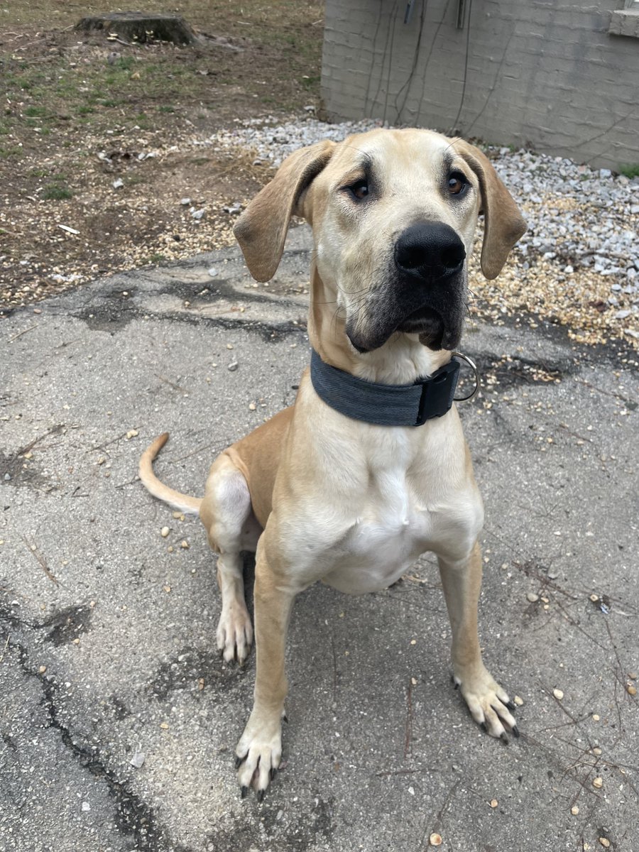 WBRCnews's tweet photo. Today's Pet of the Day is a Great Dane named Cedar. This gentle giant was found in the woods a few weeks ago. Since then, he has gained about 30 pounds and started heartworm treatment. He is currently living at Uno's Home for Wayward Cats &amp; Dogs rescue. https://t.co/15f6T8IiO8