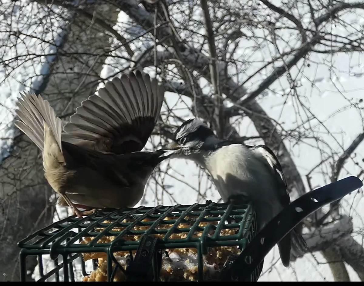 Ms. Woodpecker is not in a sharing mood.
#birding #birdphotography #birds #BirdsOfX