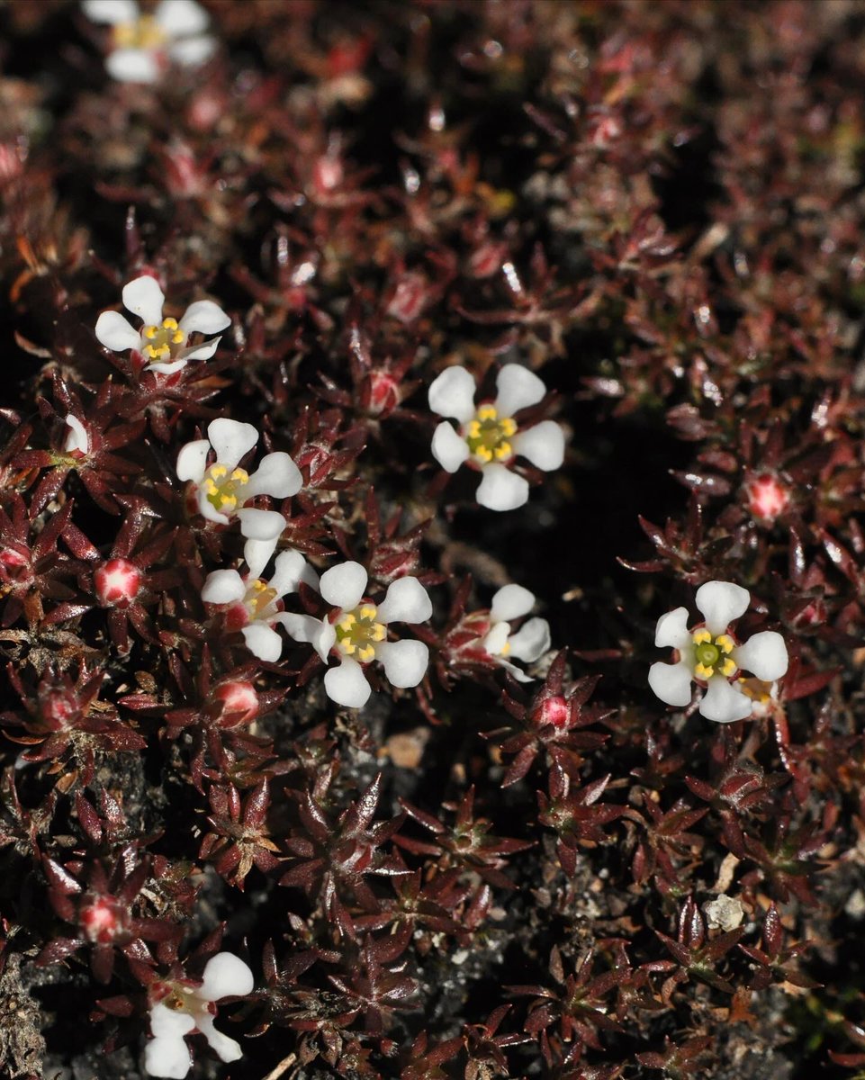 NC Botanical Garden tweet media