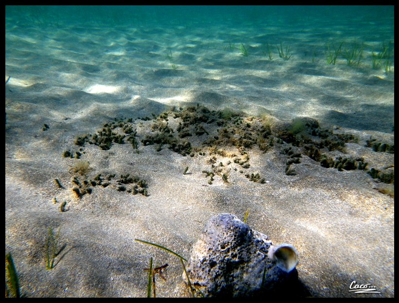 Below the surface

#sea #photo #photography #nature #naturephotography #underwaterphoto