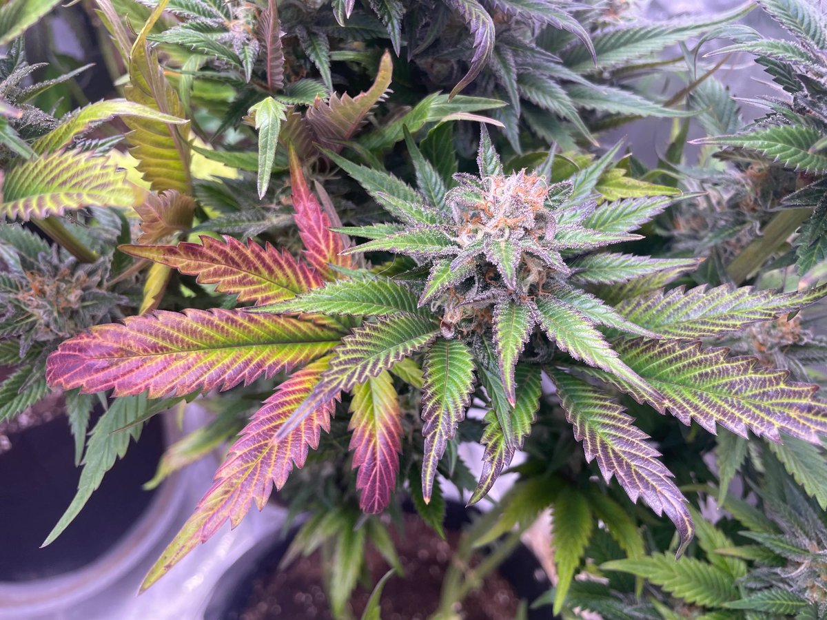Loupey Gardener tweet media