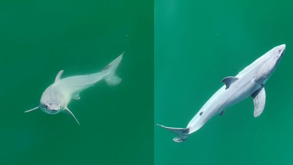 ♡ We have first time footage of a great white shark pup! Never before have biologists been able to film a great white pup.