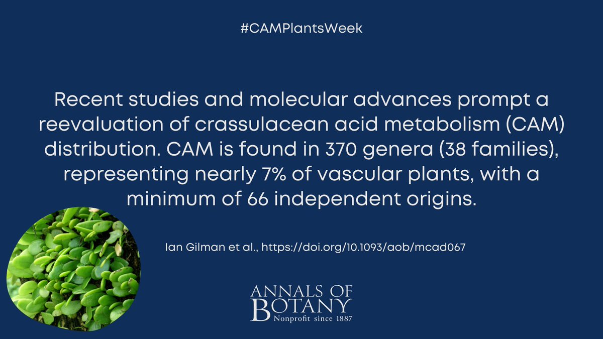 Annals of Botany (@annbot) on Twitter photo 🌵 #CAMPlantsWeek
The CAM lineages of planet Earth by Ian Gilman and co-authors in <a href="/annbot/">Annals of Botany</a>
#openaccess article
👉 botany.fyi/1PkLfp
#PlantScience #Botany 🌵 #CAMPlantsWeek
The CAM lineages of planet Earth by Ian Gilman and co-authors in <a href="/annbot/">Annals of Botany</a>
#openaccess article
👉 botany.fyi/1PkLfp
#PlantScience #Botany