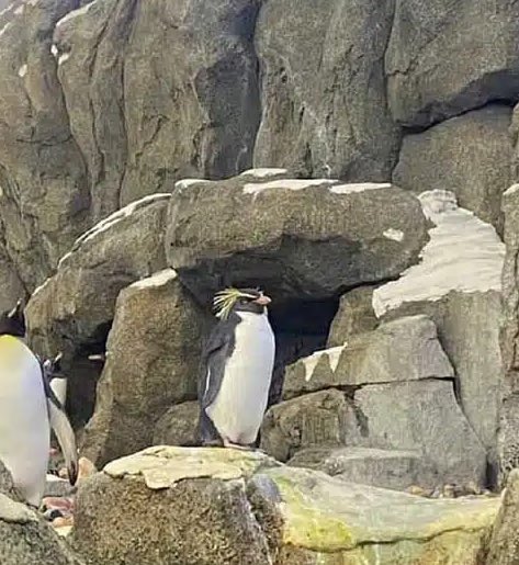 alcrsk's tweet photo. pinguim da raça TACA A MÃE PRA VER SE QUICA https://t.co/wuX5VUSPrz