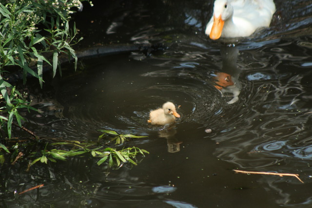 hîv. (@sorrrowfull) on Twitter photo 