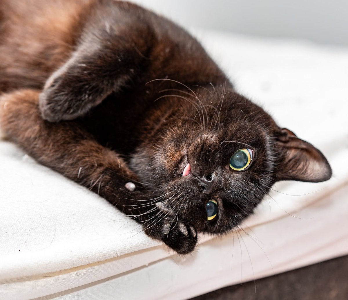 Anders Hagman tweet media