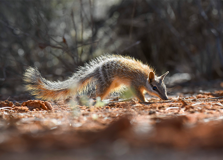For our first #WildlifeWednesday of the year, the Numbat (Myrmecobius fasciatus). This Endangered marsupial is active during the day (diurnal) and feeds almost exclusively on termites – an adult Numbat can consume up to 20,000 in one day! Pic: Wayne Lawler @awconservancy