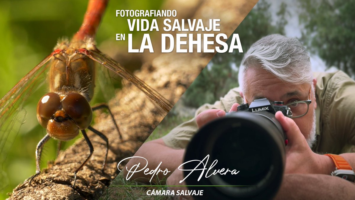 Nuevo programa de fotografía de naturaleza. Esta vez me doy un paseo con mi cámara por la dehesa 💚

youtu.be/ui5hxhZODZA?si…