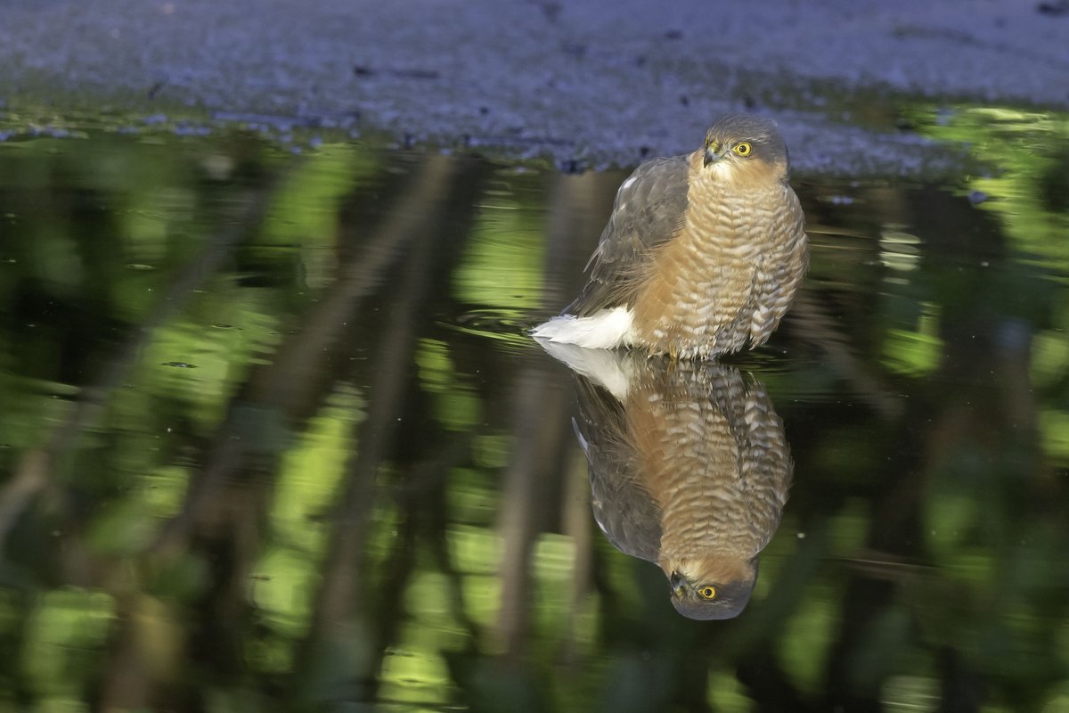 Sparrowhawk enjoying a play about in a puddle.South Marine park.